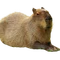 CHILLBARA