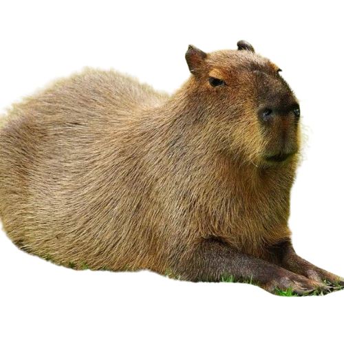 CHILLBARA